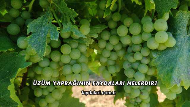 Üzüm Yaprağının Faydaları Nelerdir?