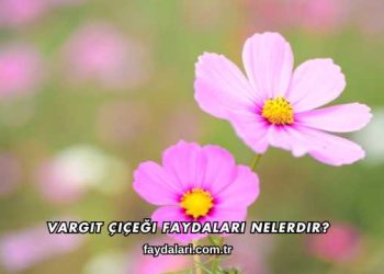 Vargit Çiçeği Faydaları Nelerdir?