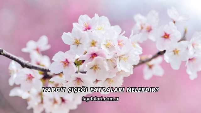 Vargit Çiçeği Faydaları Nelerdir?