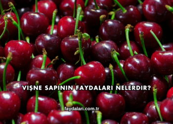 Vişne Sapının Faydaları Nelerdir?