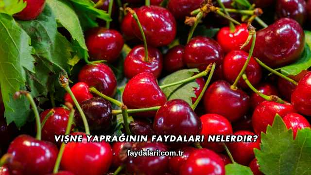 Vişne Yaprağının Faydaları Nelerdir