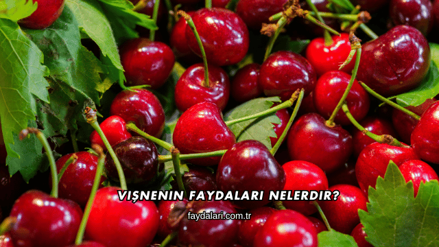 Vişnenin Faydaları Nelerdir?