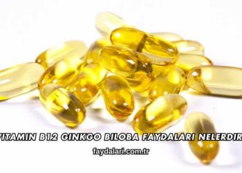 Vitamin B12 Ginkgo Biloba Faydaları Nelerdir?