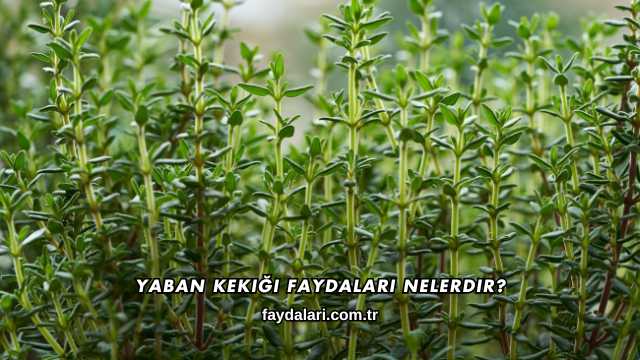 Yaban Kekiği Faydaları Nelerdir?