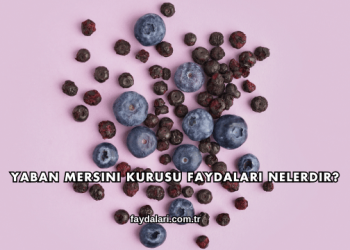 Yaban Mersini Kurusu Faydaları Nelerdir?