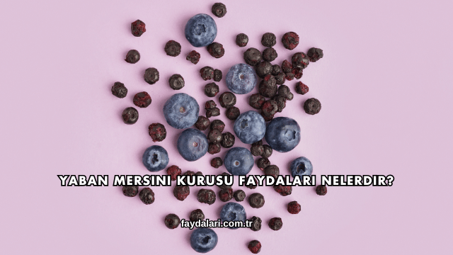 Yaban Mersini Kurusu Faydaları Nelerdir?