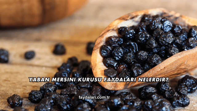 Yaban Mersini Kurusu Faydaları Nelerdir?