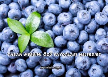 Yaban Mersini Özü Faydaları Nelerdir?
