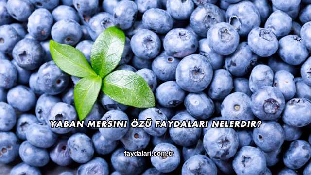 Yaban Mersini Özü Faydaları Nelerdir?