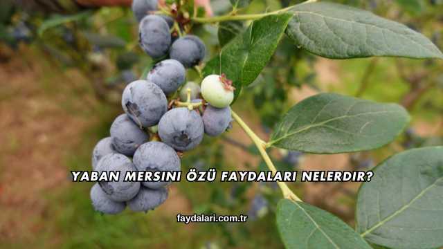 Yaban Mersini Özü Faydaları Nelerdir?