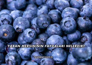 Yaban Mersininin Faydaları Nelerdir?