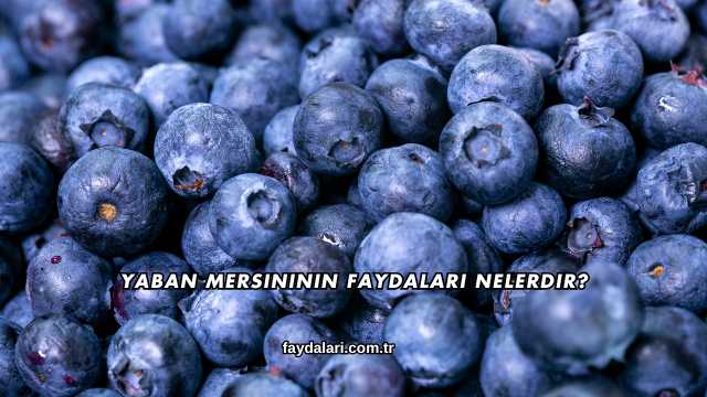 Yaban Mersininin Faydaları Nelerdir?