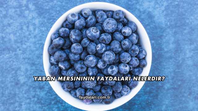 Yaban Mersininin Faydaları Nelerdir?