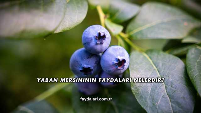 Yaban Mersininin Faydaları Nelerdir?