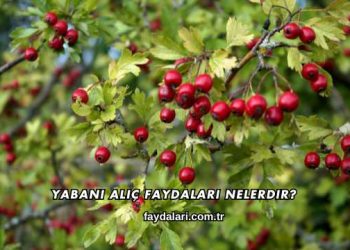 Yabani Alıç Faydaları Nelerdir?
