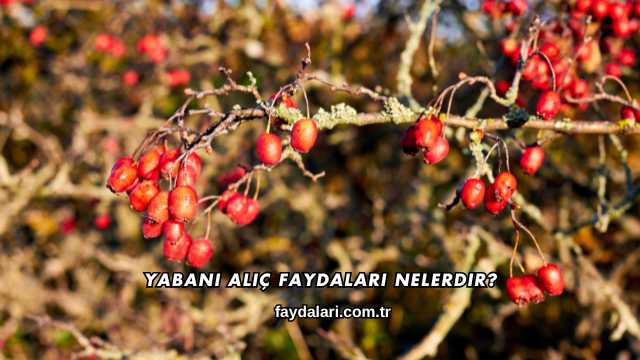 Yabani Alıç Faydaları Nelerdir?