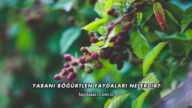 Yabani Böğürtlen Faydaları Nelerdir?