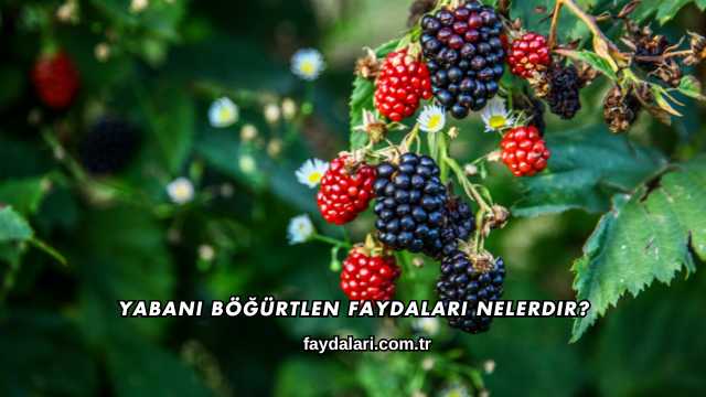 Yabani Böğürtlen Faydaları Nelerdir?