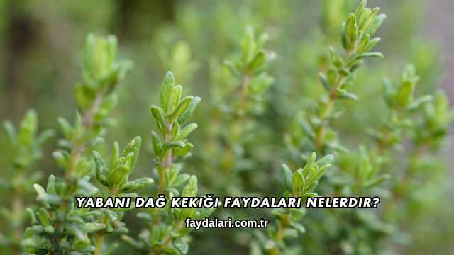 Yabani Dağ Kekiği Faydaları Nelerdir?