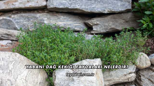 Yabani Dağ Kekiği Faydaları Nelerdir?