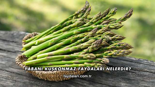 Yabani Kuşkonmaz Faydaları Nelerdir?