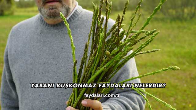 Yabani Kuşkonmaz Faydaları Nelerdir?