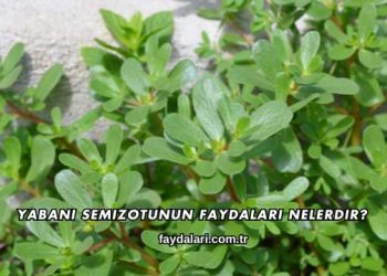 Yabani Semizotunun Faydaları Nelerdir?