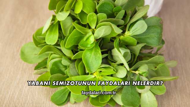 Yabani Semizotunun Faydaları Nelerdir?