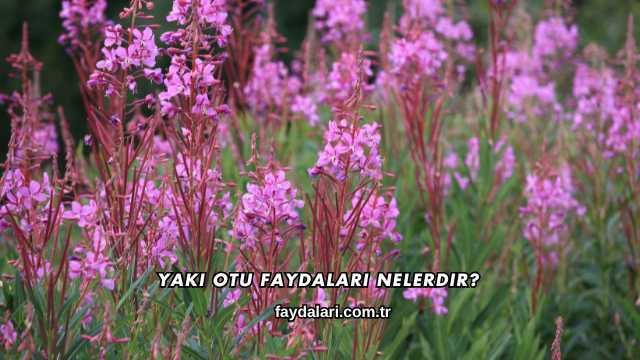 Yakı Otu Faydaları Nelerdir?