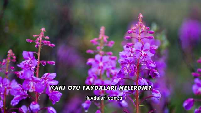 Yakı Otu Faydaları Nelerdir?