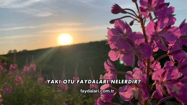 Yakı Otu Faydaları Nelerdir?