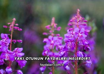 Yakı Otunun Faydaları Nelerdir?