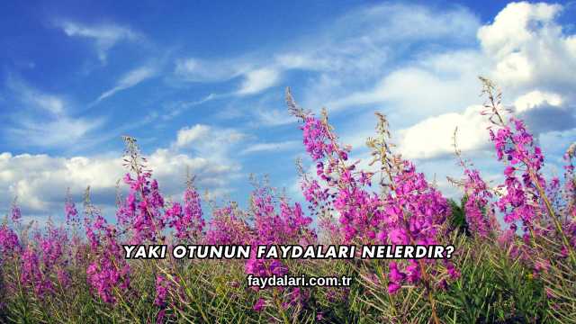 Yakı Otunun Faydaları Nelerdir?