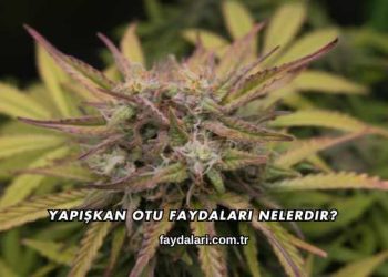 Yapışkan Otu Faydaları Nelerdir?