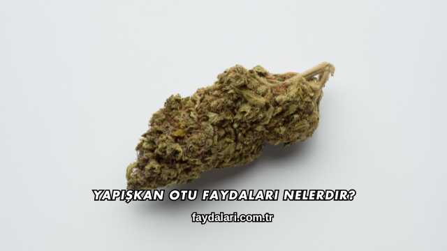 Yapışkan Otu Faydaları Nelerdir?