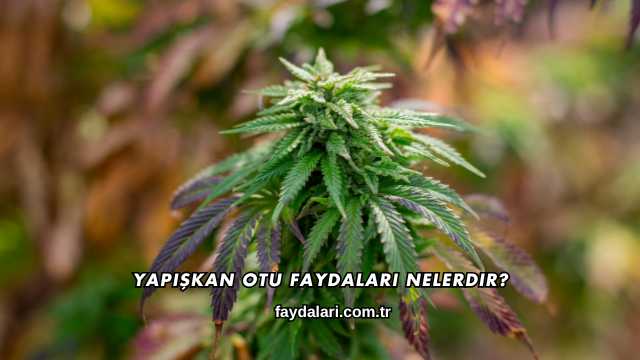 Yapışkan Otu Faydaları Nelerdir?