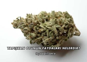 Yapışkan Otunun Faydaları Nelerdir?