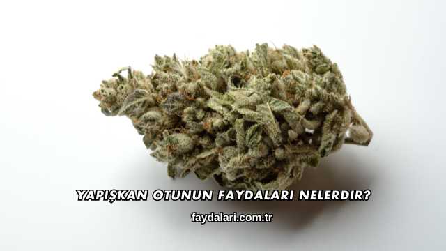 Yapışkan Otunun Faydaları Nelerdir?