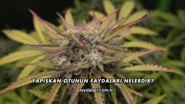 Yapışkan Otunun Faydaları Nelerdir?