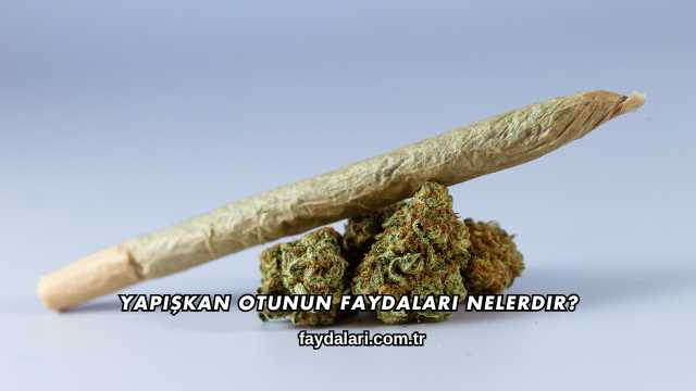 Yapışkan Otunun Faydaları Nelerdir?