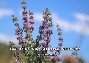 Yarpuz Otunun Faydaları Nelerdir?