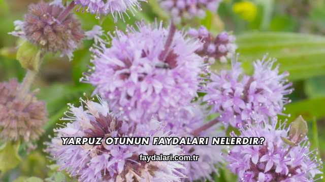 Yarpuz Otunun Faydaları Nelerdir?