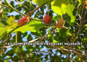 Yaş Dut Yaprağının Faydaları Nelerdir?