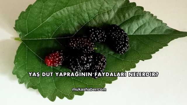 Yaş Dut Yaprağının Faydaları Nelerdir?