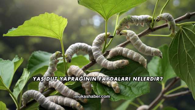 Yaş Dut Yaprağının Faydaları Nelerdir?