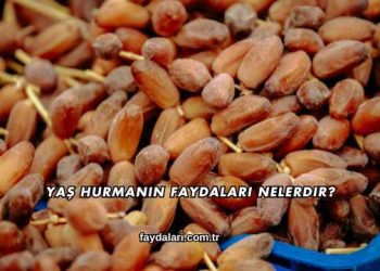 Yaş Hurmanın Faydaları Nelerdir?