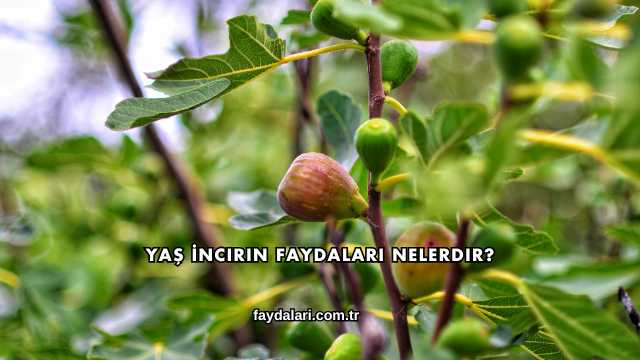 Yaş İncirin Faydaları Nelerdir?