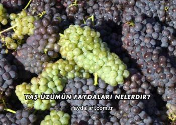 Yaş Üzümün Faydaları Nelerdir?