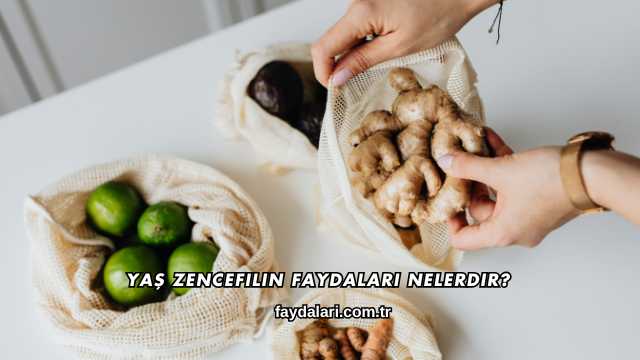 Yaş Zencefilin Faydaları Nelerdir?