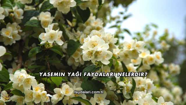 Yasemin Yağı Faydaları Nelerdir?